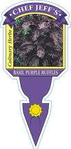 Basil Purple Ruffles