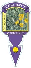 Curry Plant