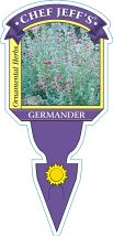 Germander