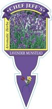 Lavender Munstead