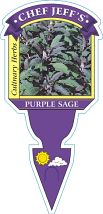 Sage Purple