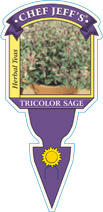 Sage Tricolor
