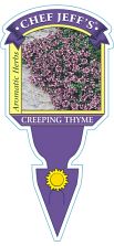 Thyme Creeping