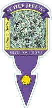 Thyme Silver Posie