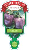 Pepper Lilac Belle