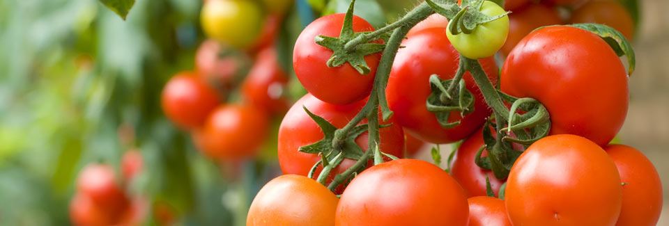 tomato-tips_background